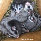 sugar glider family in nest box