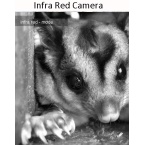 sugar glider infra red image