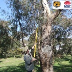 tree hollow inspection