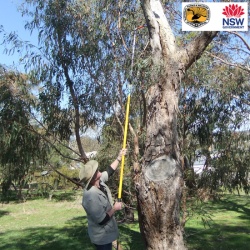 tree hollow inspection