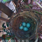 bird nest with blue eggs