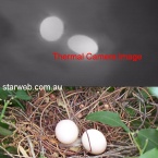 thermal image eggs in nest