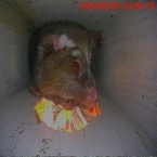 possum in nest box