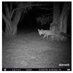 trail camera night photo fox